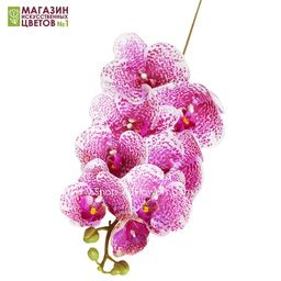 080 Орхидея Фаленопсис "Клеопатра " (8 цветков)