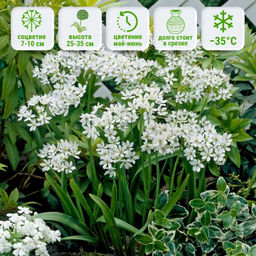 Лук декоративный неаполитанский 10шт