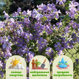 Клематис Prince Charles (Принц Чарльз) - Долина роз фото 3