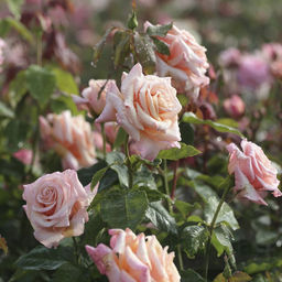 R391 ПОЛЬ РИКАРД