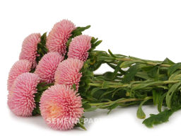 Астра китайская Признание в Любви - Партнер фото 5