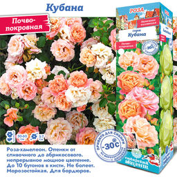 Роза Кубана (Почвопокровная) 1шт