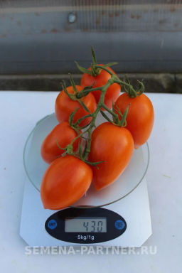 Томат Барокко - Партнер фото 8