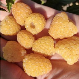 Малина ремонтантная Зюгана желтая - Волжский сад фото 2