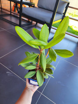 Рододендрон Неон Кисс