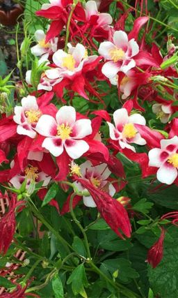 Аквилегия МАЛИНОВАЯ ЗВЕЗДА