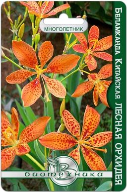 Беламканда китайская или Цветок леопарда Лесная орхидея