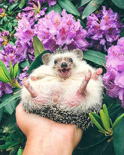 Алмазная мозаика на подрамнике 40х50