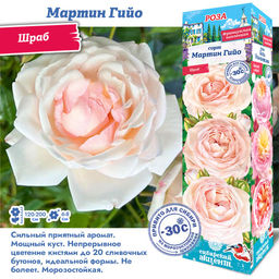 Роза Мартин Гийо (Шраб) 1шт
