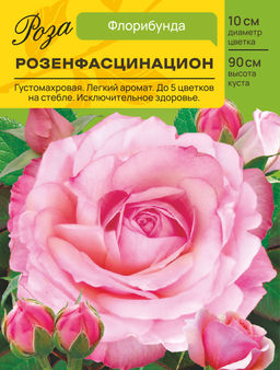 Роза Розенфасцинацион (Флорибунда) С ЦВ.НАКЛЕЙКОЙ 1шт