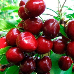 121bdef33cc8ebaee39b08aad60c47b21nij7z5t5m17953gv