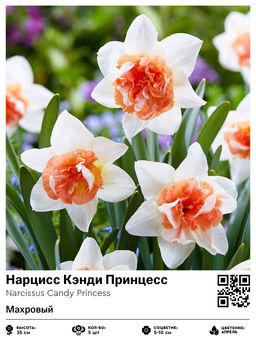 Нарцисс Кэнди Принцесс (Махровый)