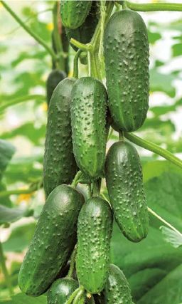 Огурец КАСКАД Надёжный, холодостойкий сорт! Без горечи! Устойчив к мучнистой росе!