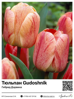 Тюльпан Gudoshnik (Гибрид Дарвина)