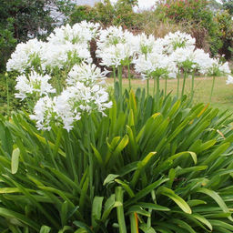 Агапантус Albus (Африканский) - Голландские луковицы фото 2