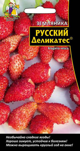 Земляника РУССКИЙ ДЕЛИКАТЕС Необычайно сладкие ягоды! Хорошо зимует, устойчива к болезням! Можно выращивать круглый год на окне!