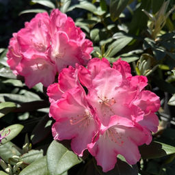 Рододендрон Фантастика