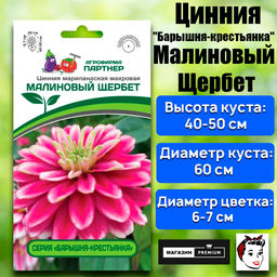 3378P Цинния МАЛИНОВЫЙ ЩЕРБЕТ / мариландская махровая 5шт