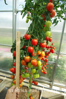 Томат Летний Бал - Партнер фото 8