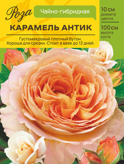 Роза Карамель Антик (Чайно-гибридная) С ЦВ.НАКЛЕЙКОЙ 1шт