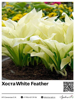 Хоста White Feather