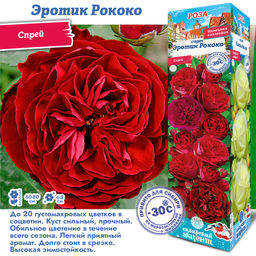 Роза Эротик Рококо (Спрей) 1шт