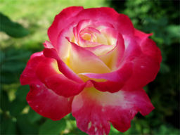 Роза Дабл Делайт