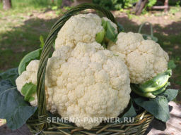 Капуста цветная Уайт Эксел - Партнер фото 3