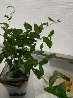 Ширококолокольчик (платикодон) белый