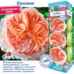 Роза Колетт (Грандифлора/Шраб) 1шт