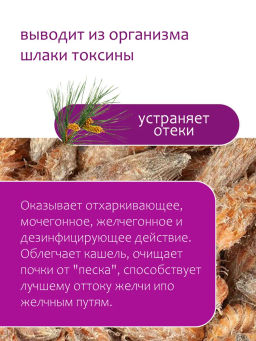 Сосновая почка - Травы горного крыма фото 2