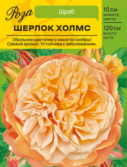 Роза Шерлок Холмс (Шраб) С ЦВ.НАКЛЕЙКА 1шт