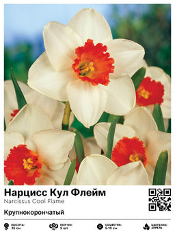 Нарцисс Cool Flame (Крупнокорончатый) - Голландские луковицы фото 2