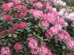 Рододендрон Sneezy (Снизи) - Долина роз фото 4