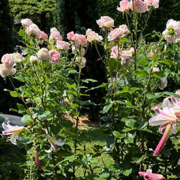 Роза Амороза