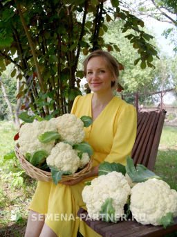 Капуста цветная Уайт Эксел - Партнер фото 2