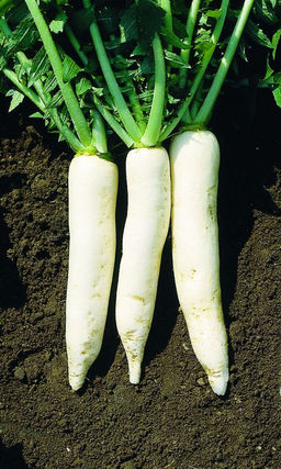 Дайкон ДУБИНУШКА  Без горечи! Холодостойкий сорт для хранения! Корнеплоды крупные, сочные, очень вкусные!