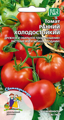 Томат РАННИЙ ХОЛОДОСТОЙКИЙ Дружное и обильное плодоношение! Растение всё усыпано плодами!