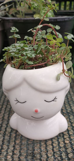 Пилея Глаука в керамическом кашпо Загадочная девочка