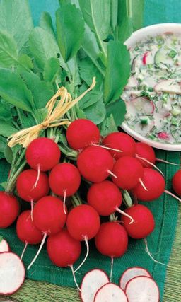 Редис ЛЕТНЯЯ ОКРОШКА Сверхвысокая урожайность! Повышенная холодостойкость! Длительный период плодоношения!