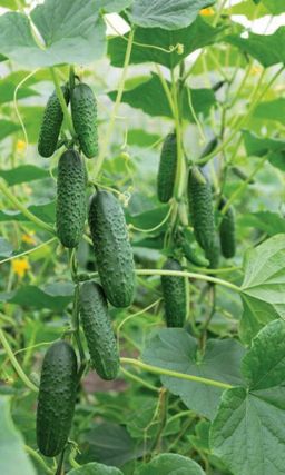 Огурец ХРУСТЯЩЕЕ СЧАСТЬЕ F1 До урожая всего 38 дней! Потрясающий аромат! Урожайность до 24 кг/кв.м!