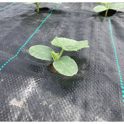 Агроткань 150 (1,6х50м) черный