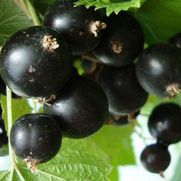 Смородина Искуситель черная (коробка) 1шт