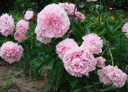 Пион Albert Crousse - Голландские луковицы фото 2