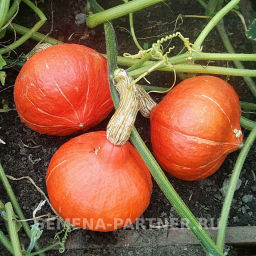 Тыква Оранж Саммер - Партнер фото 5