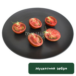 Мускатная зебра
