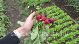 Редис Селеста - Партнер фото 6