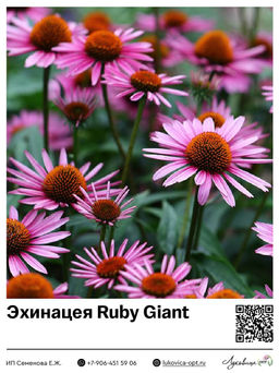 Эхинацея Ruby Giant
