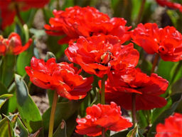 Тюльпан Emblazon (Эмблейзн) - Долина роз фото 4