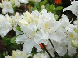 Азалия крупноцветковая Oxydol (Оксидол)